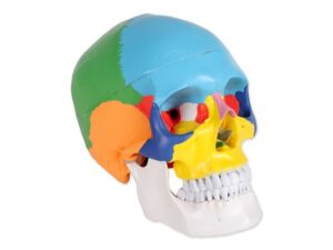 MODELLO CRANIO COLORATO LINEA "VALUE"- 3 parti - 1X