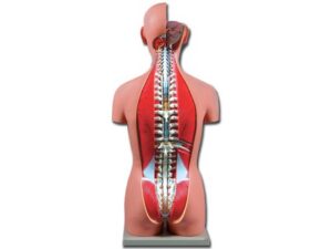 TORSO DUAL SEX OPENBACK - 27 parts