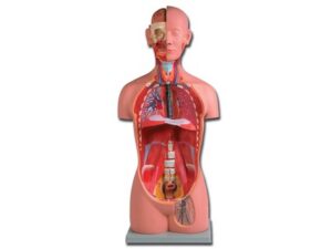 TORSO UNI SEX - 16 parts